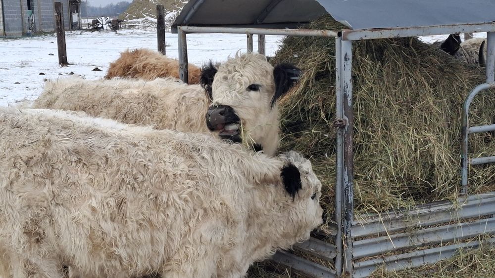 Odsadki galloway byczek i jalowka