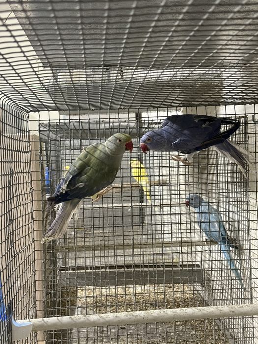Várias aves para venda (ring necks, caturras, roselas)