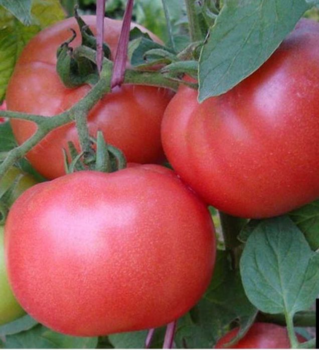 Nasiona pomidorów Holenderskich