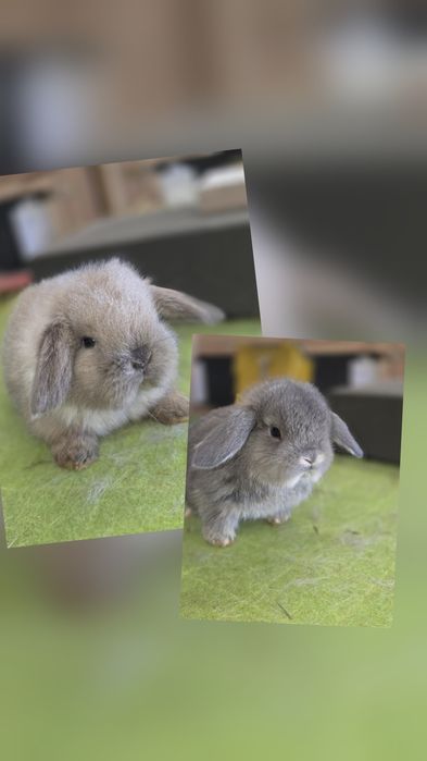 Karzełek baranek, baranek karzełek. Mini lop..rodowód. Hodowla zarejes