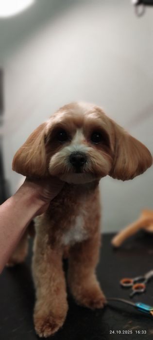 Послуги грумера.