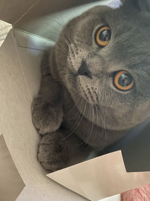 Вислоухий «Грей» для вязки