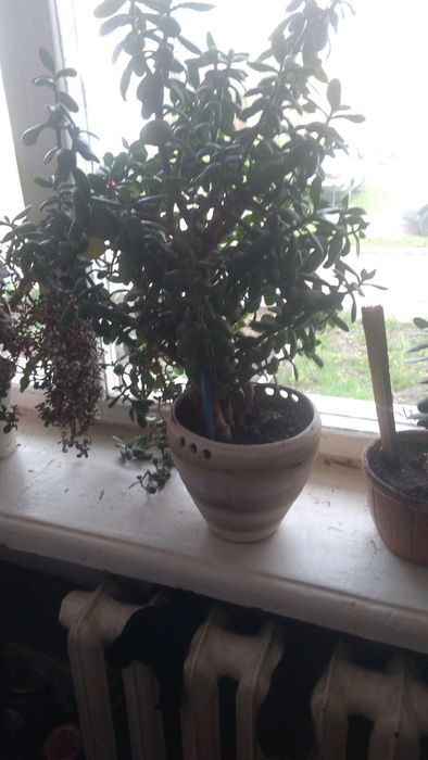 Денежное дерево (красула)