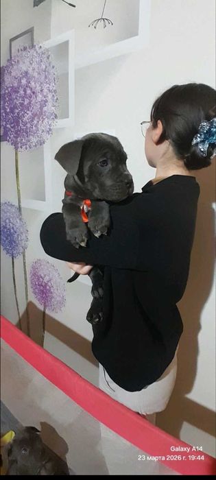 Кане-корсо цуценята