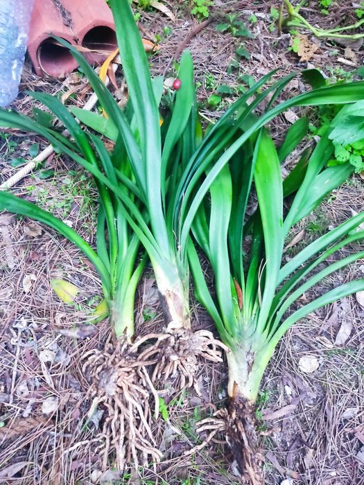 Clivias de flor laranja-amarela