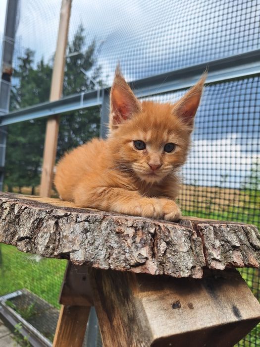 Rudy Mainecoon kocurek