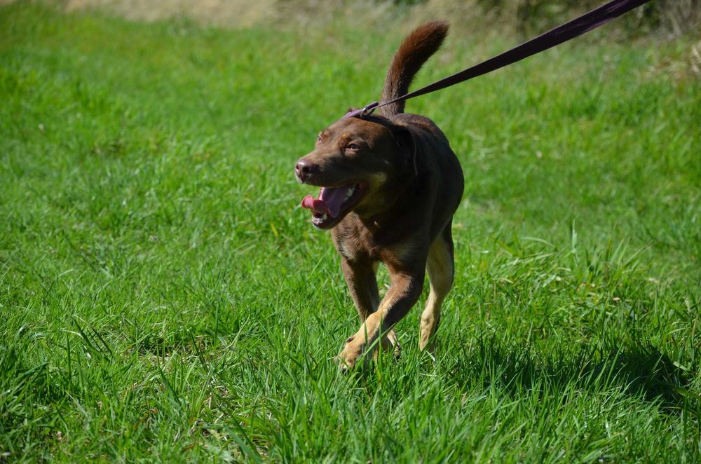 Burbon - słodziak-wiercipięta szuka domu