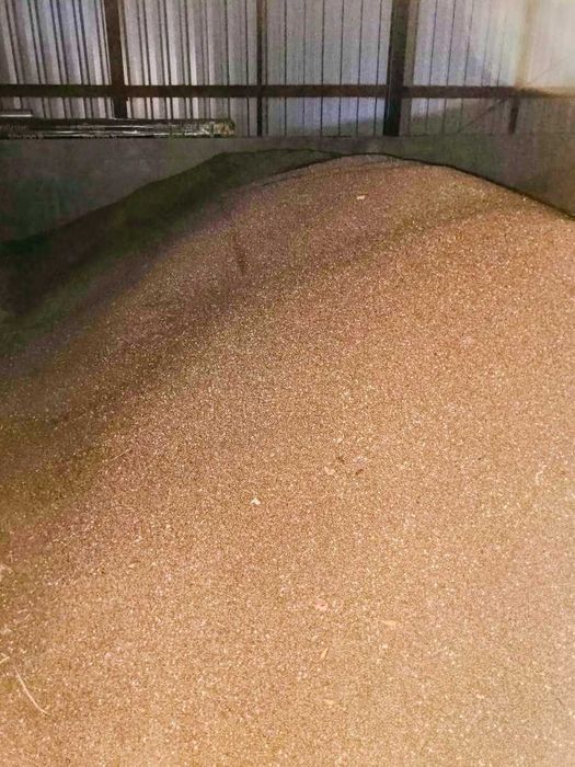 Sprzedam Łubin REGENT ekologiczny z certyfikatem