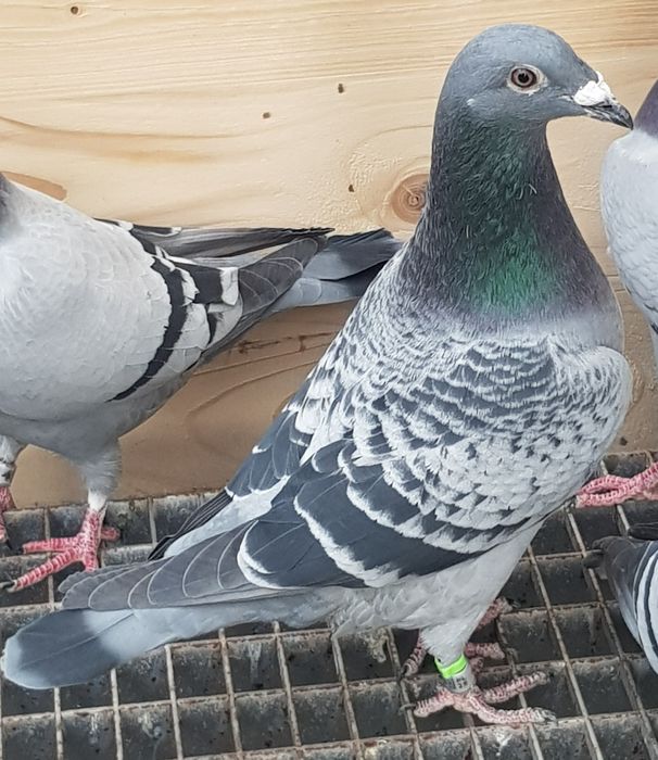 Gołębie pocztowe