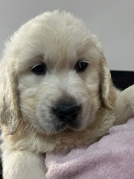 Golden Retriever Lop e Afixo