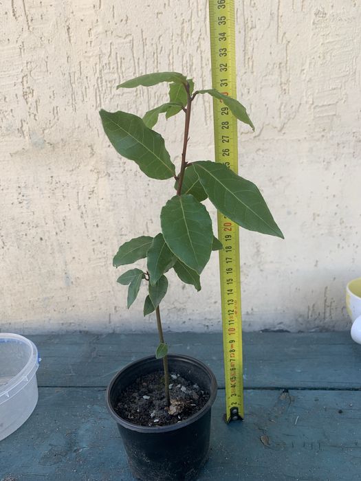 Садженець Лаврового дерева