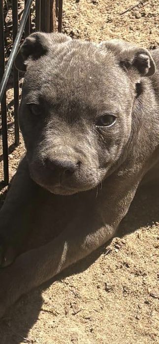 Staffik.  Staffordshire bull terrier SUNIA  staffik