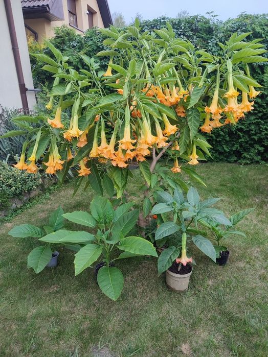Brugmansja Anja pełna  i czerwona roślina ogrodowa