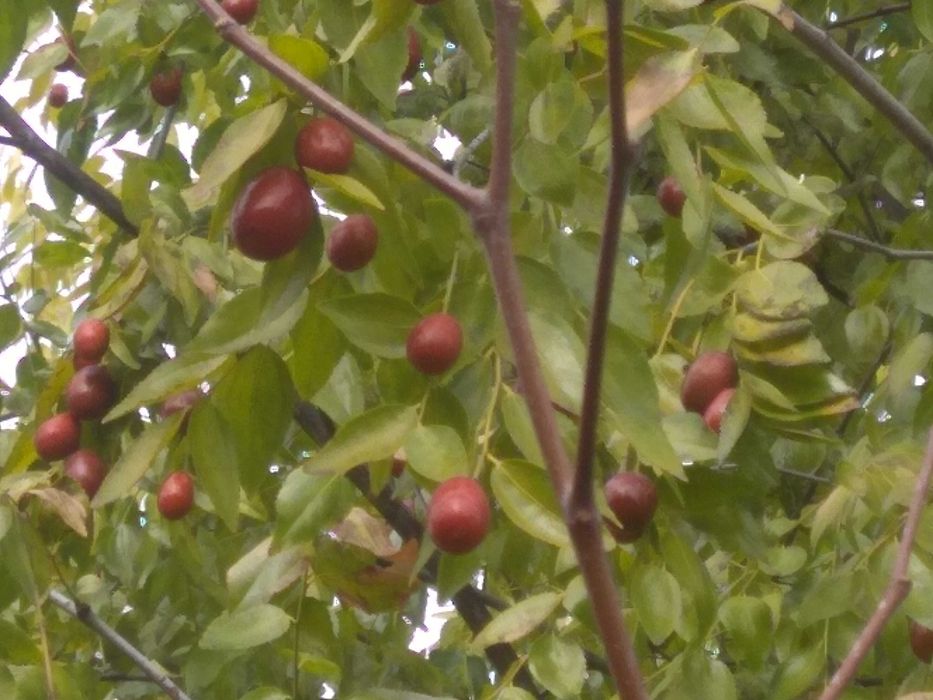 Саженец унаби,зизифус,китайский финик