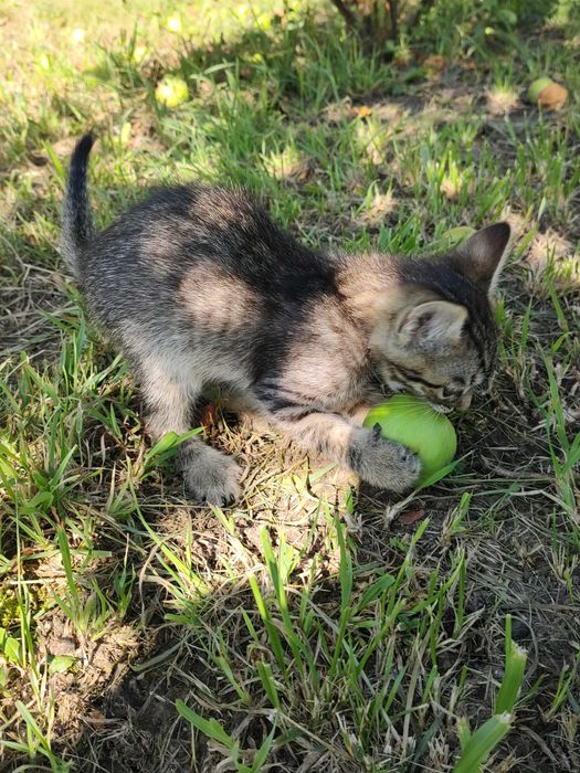 Котеня хлопчик 2місяця