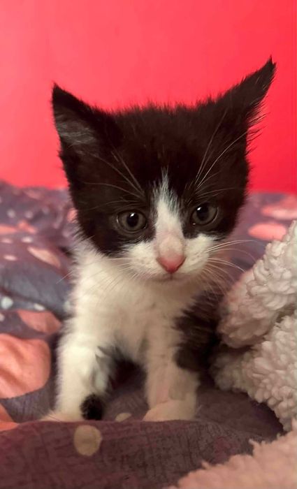 Kacperek - malutki kocurek, mały kotek do adopcji. Adopcja