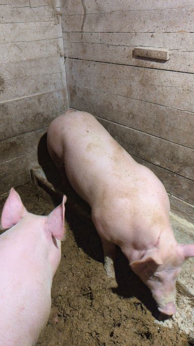 Продам порося живою вагою