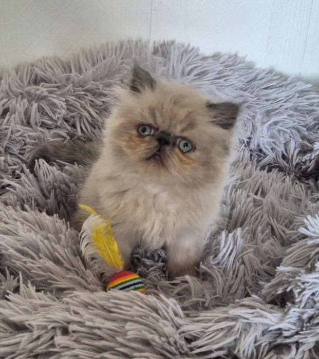 Lyo Gatinho Persa Himalaio Blue Point para Acasalar