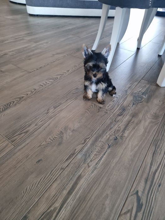 Yorkshire Terrier Piesek Gotowy do Odbioru