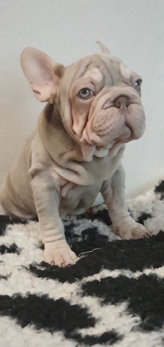 Французский бульдог