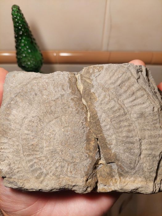 Fóssil amonite Dactiloceras sp