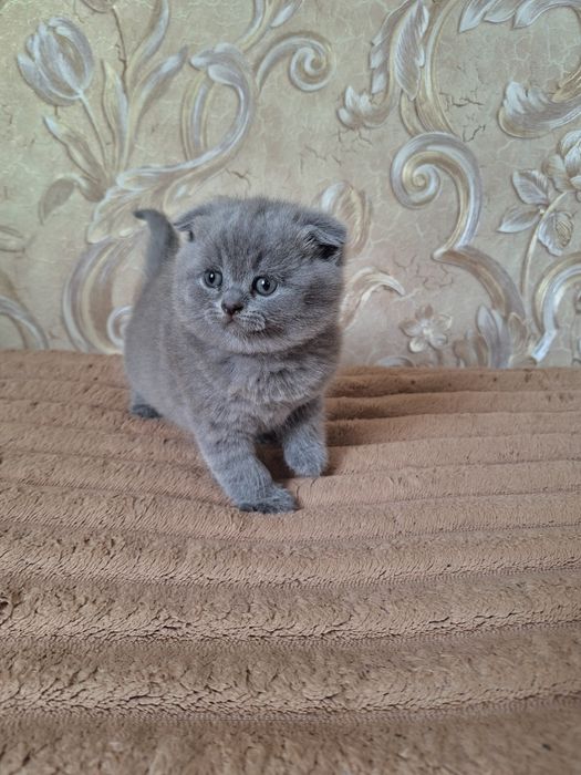Шотландські кошенята