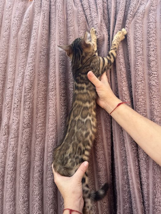 Бенгальские котята с документами