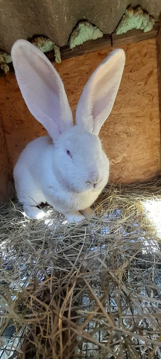 Кролики різних порід