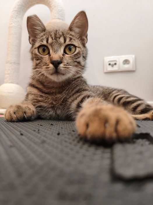 Cudny Rysio do adopcji !