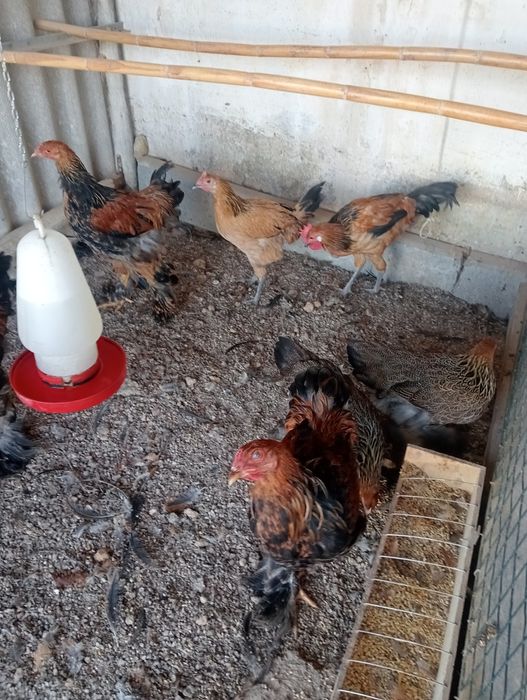 Casais de aves com 6 meses