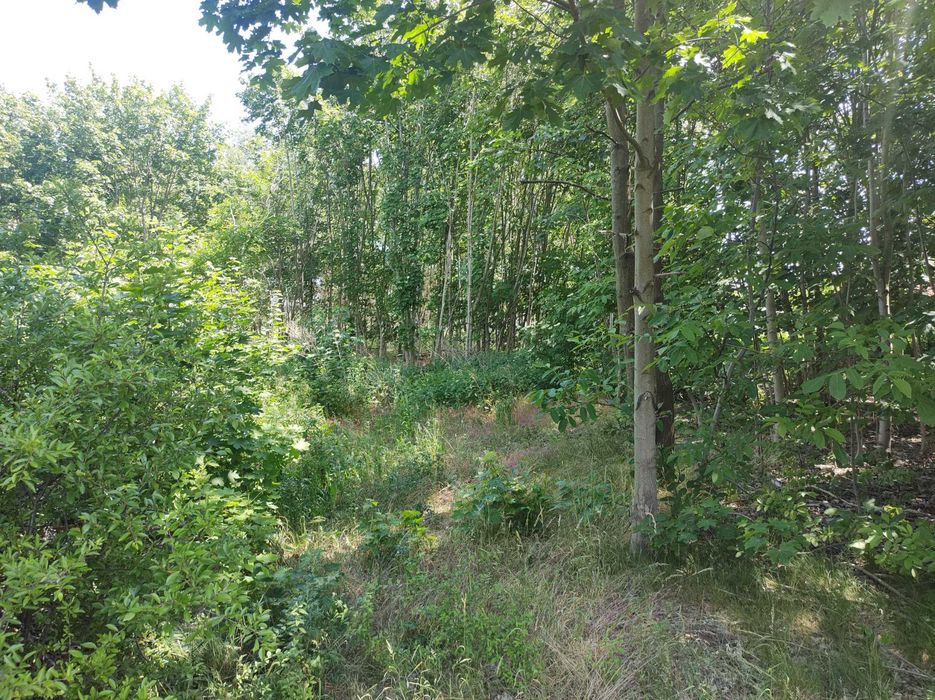 Nieruchomość budynkowa, Kutno, Chopina