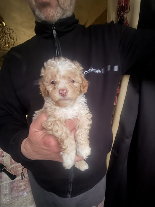 Мальчик пудель бело абрикосовый