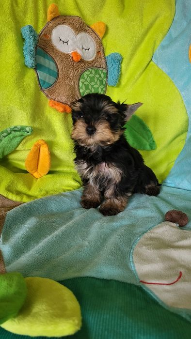 Йорк мальчик микро