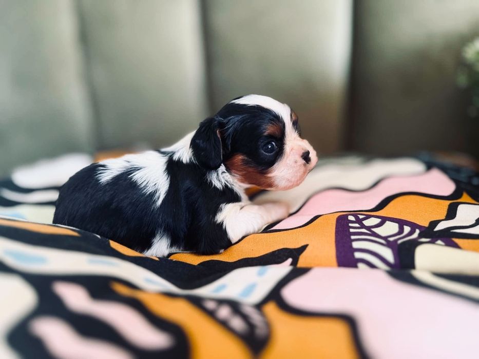 Cavallier King Charles -cudny piesek