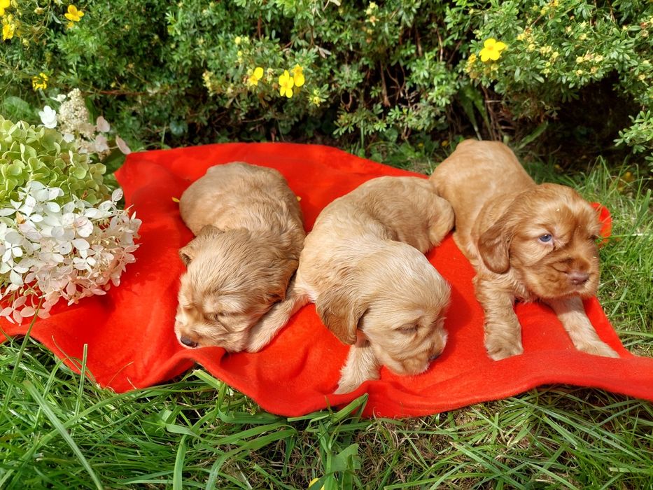 Cocker Spaniel Angielski Szczenię