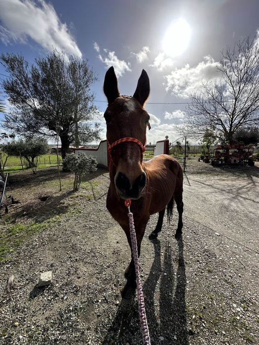 Cavalo Capado Proprio para Crianças
