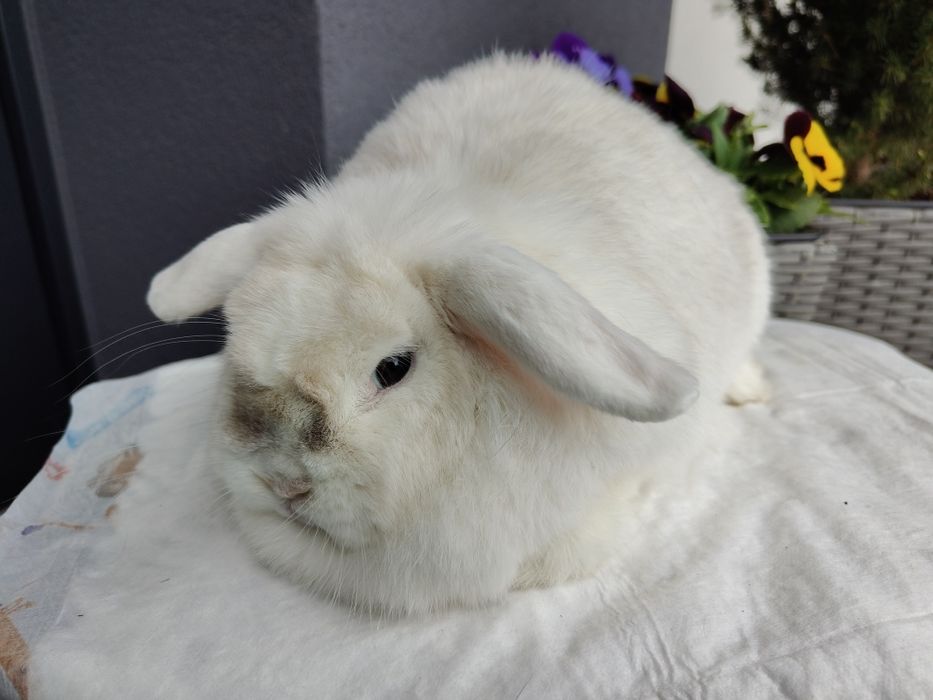 Mini Lop królik samiczka