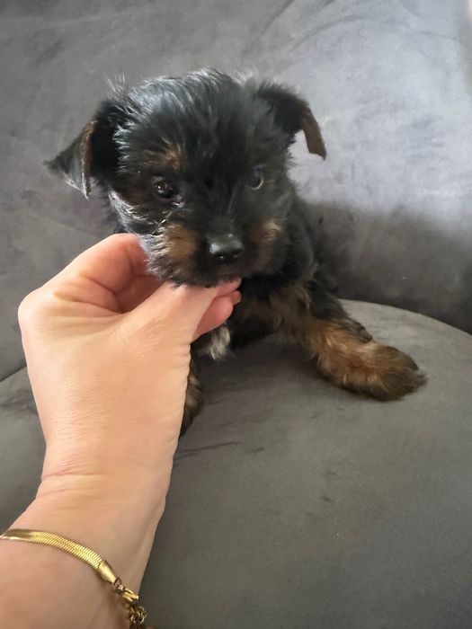Yorkshire terrier mini suczka rodowodowa