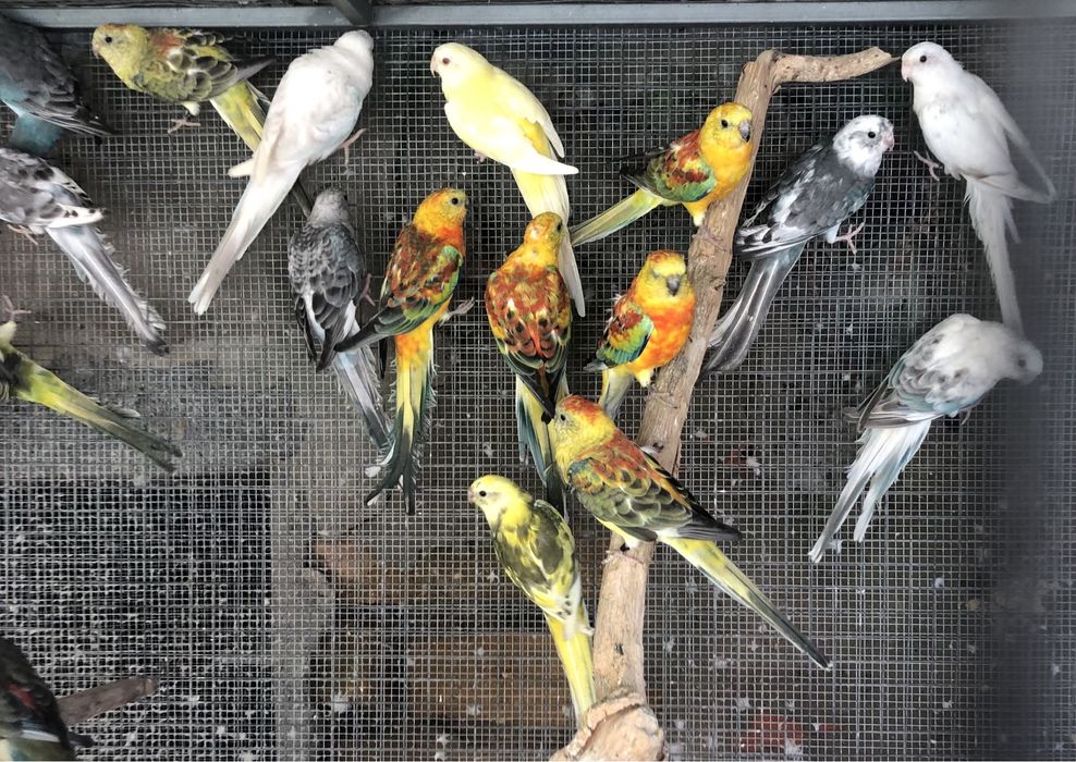 Red Rumped prontos a criar