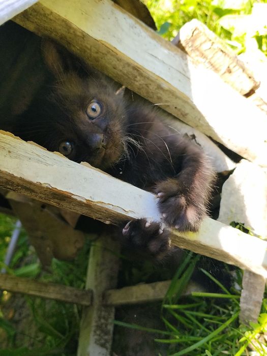 Кошки безплатно хлопчик і дівочка
