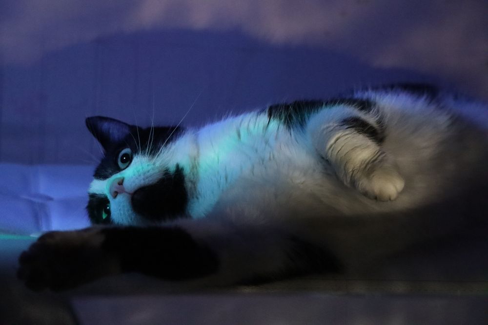 Cudowny kocurek szuka domu