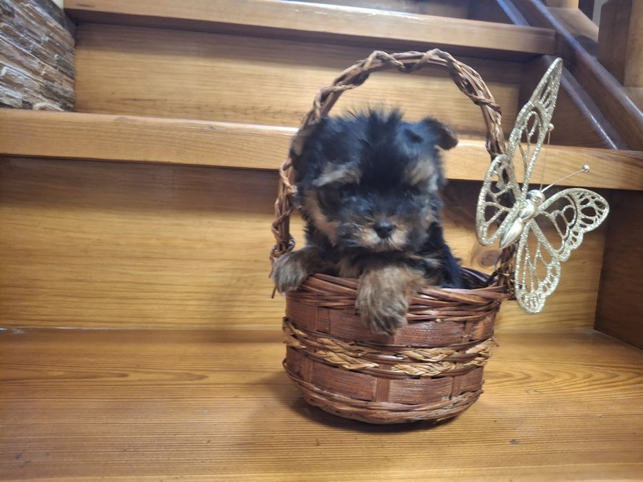 Микро  малышка Йорочка!