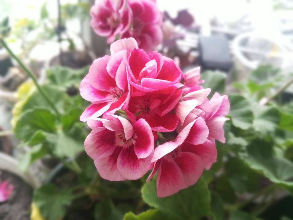 Пеларгонія королівська,зональна,ампельна