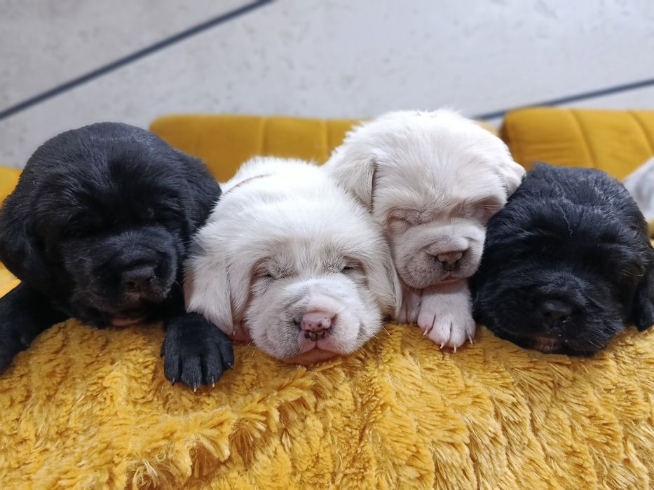 Oddam pieski golden retriever