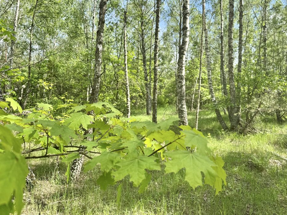 Земля у лісі під забудову Дзвінкове 3,25 га!