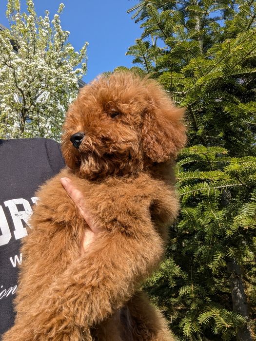 Хлопчик насичено червоний, 4,5 місяці