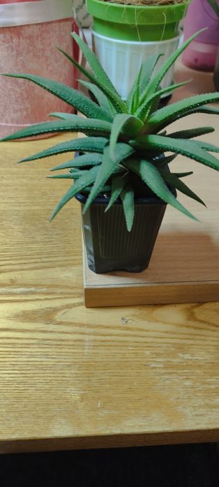 Сикуленти: кактуси хавортії