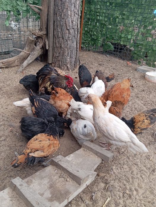 Kury i kurczaki ozdobne i zwykle