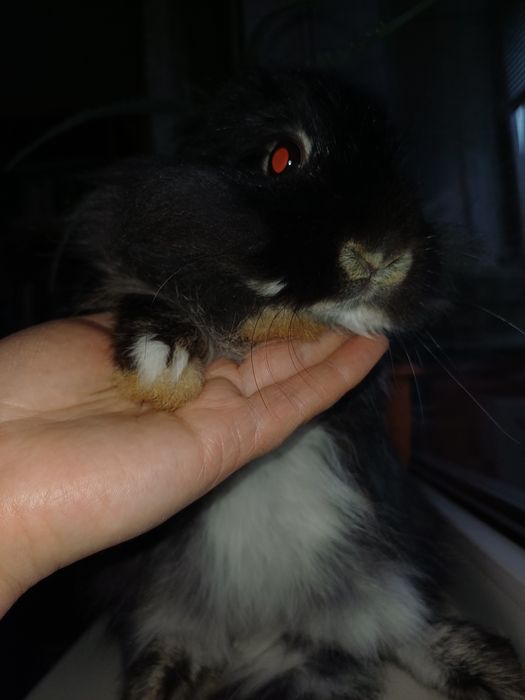 Карликовi декоративнi кролики вакцинованi