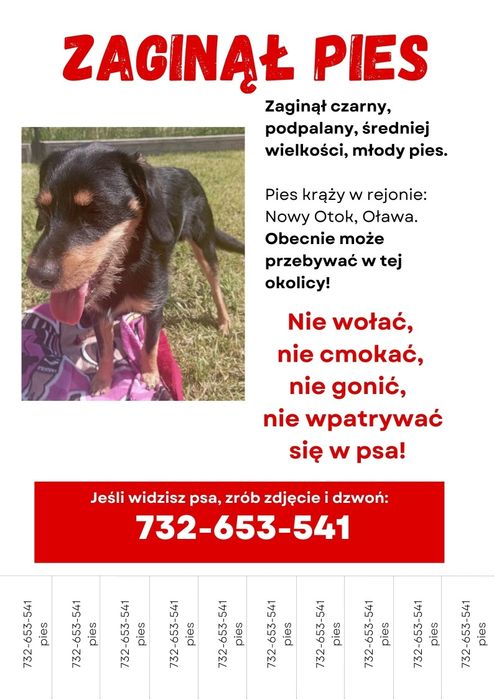 Zaginął pies w okolicach Oławy